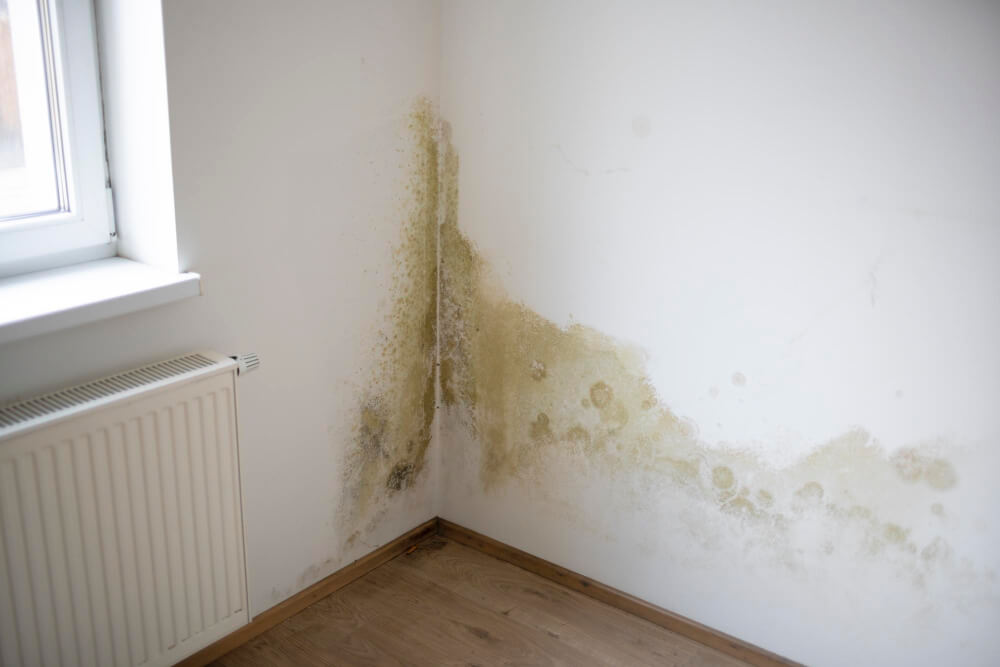 Damp & Timber Surveys
