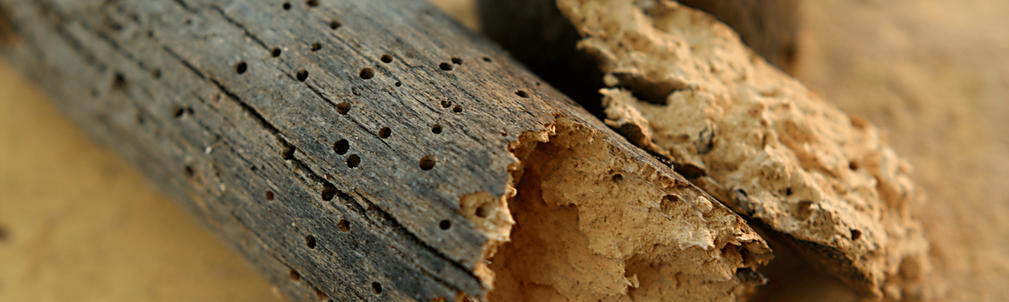 Woodworm Survey